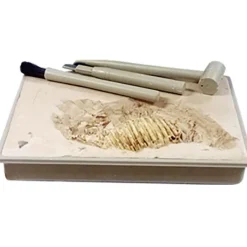 Kit dinosaure + outils d'excavation