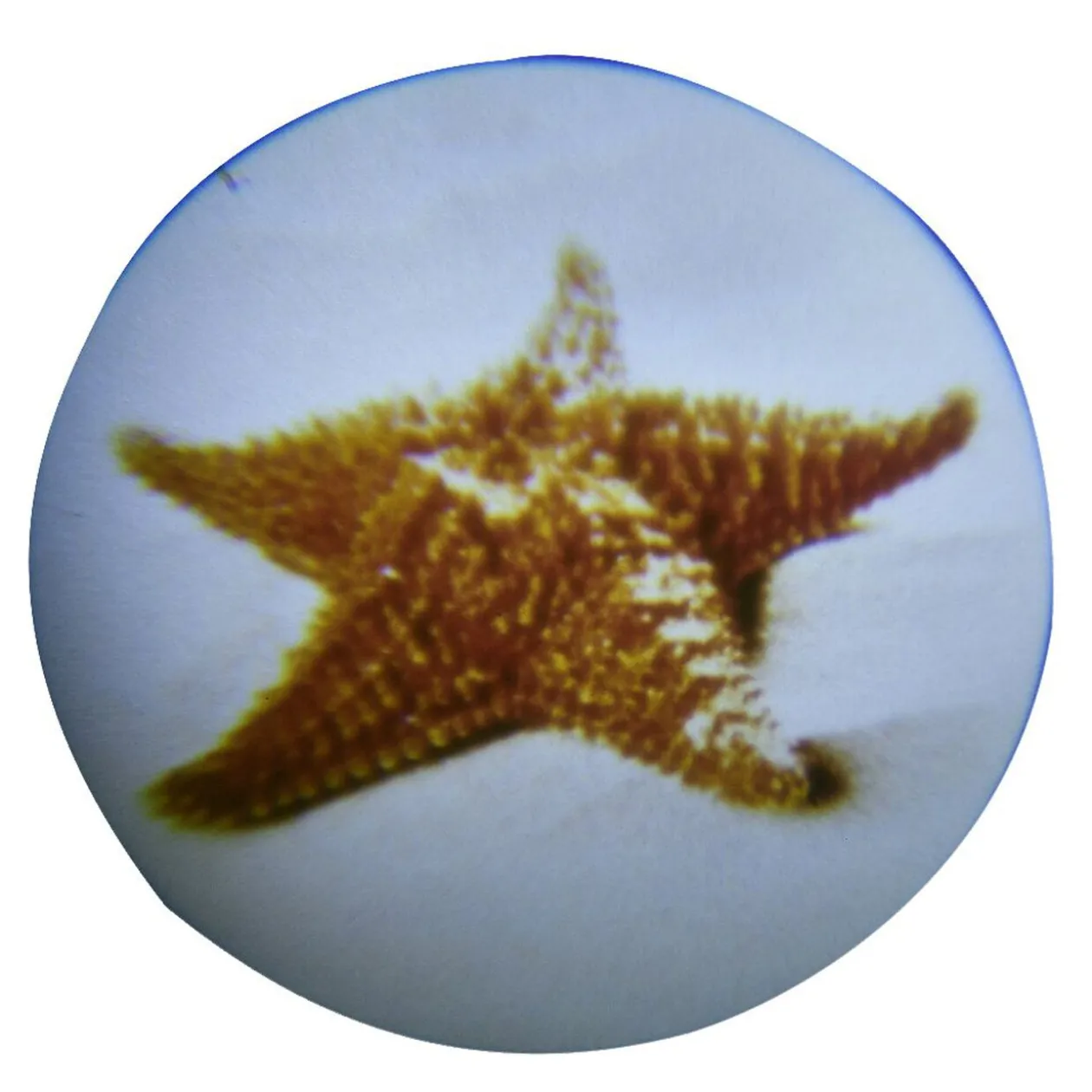 Lampe torche projecteur pour enfant