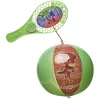 Tap ball Pyjamasque raquette + ballon